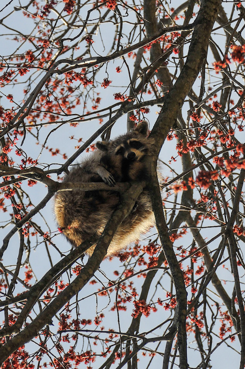brookville park queens nyc raccoon