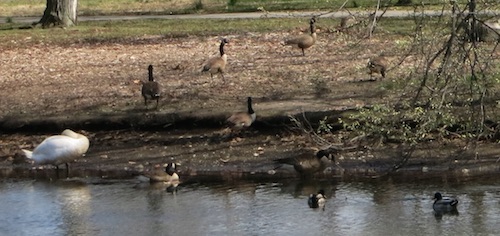 brookville park queens nyc conselyeas pond