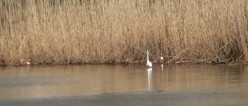 brookville park queens nyc conselyeas pond egret