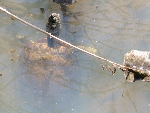 brookville park queens nyc conselyeas pond turtle