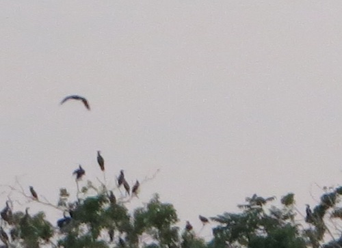 osprey north brother island nyc