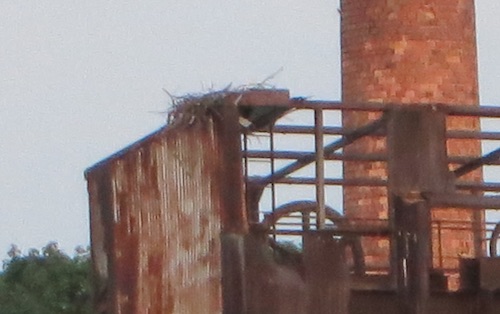 osprey nest north brother island nyc