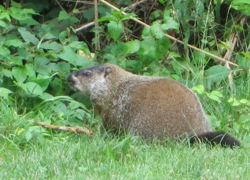 conference house park woodchuck groundhog staten island nyc