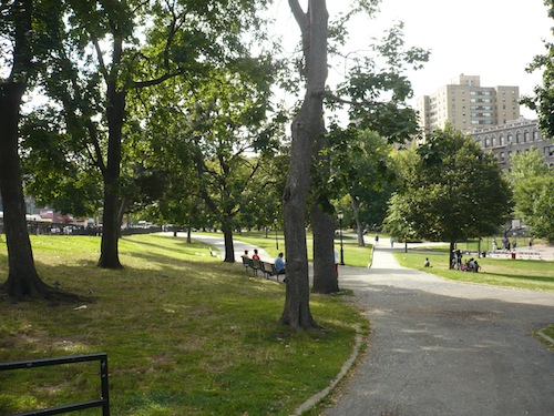 devoe park bronx pin oaks and scholar trees