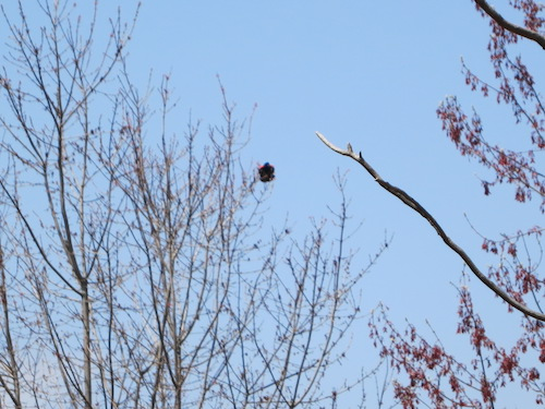 eibs pond park hill staten island nyc red-winged blackbird