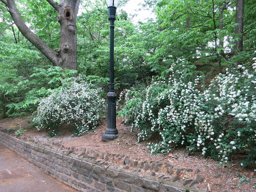 franz sigel park bronx nyc