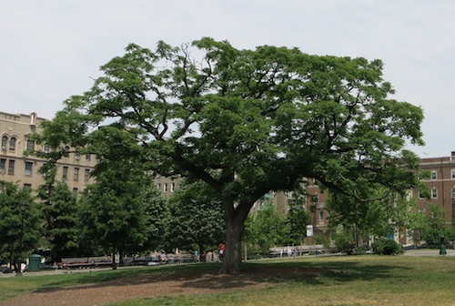 joyce kilmer park bronx nyc