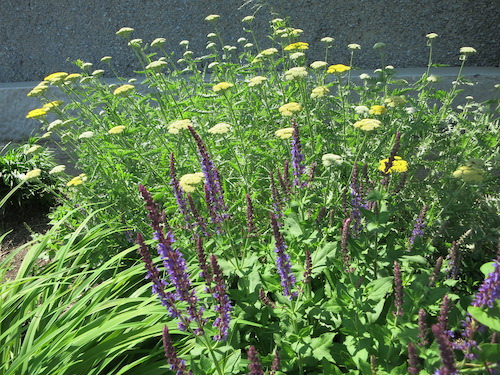 newtown creek nature walk greenpoint brooklyn nyc