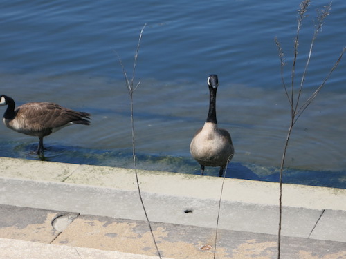 newtown creek nature walk greenpoint brooklyn nyc geese