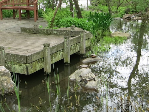 turtles swindler cove sherman creek park inwood manhattan nyc