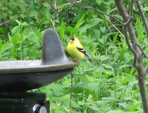 american goldfinch swindler cove sherman creek park inwood manhattan nyc