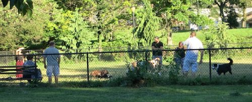 silver lake park dog run staten island nyc