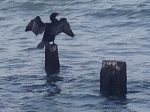 stuyvesant cove cormorant east river manhattan nyc