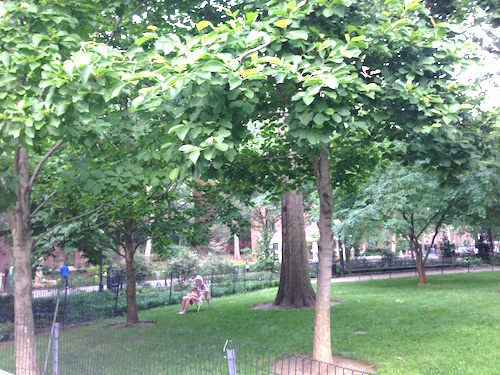 stuyvesant oval stuyvesant town peter cooper village manhattan nyc