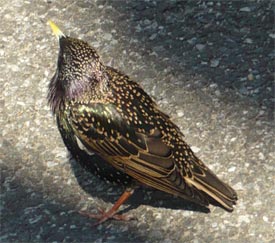 image of starling