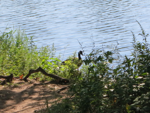 wolfes pond park staten island nyc