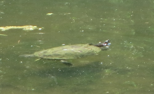 allison pond park goodhue park staten island new york city parks snapping turtle