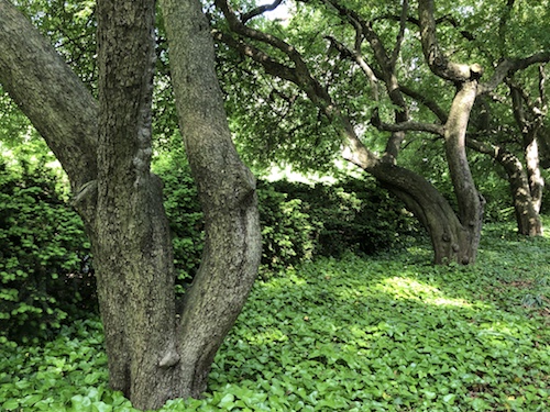 central park conservatory garden manhattan nyc new york city