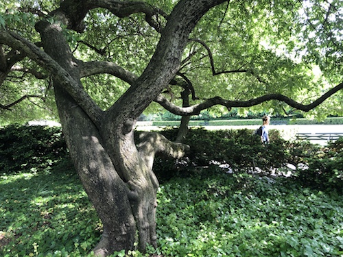 central park conservatory garden manhattan nyc new york city