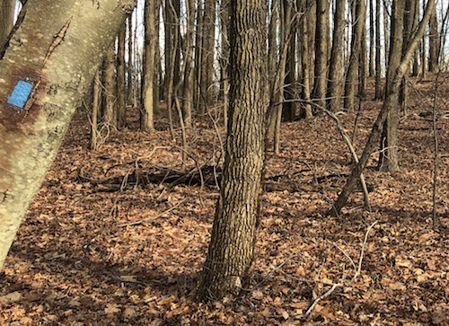 latourette park staten island greenbelt nyc