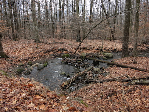 latourette park staten island greenbelt nyc