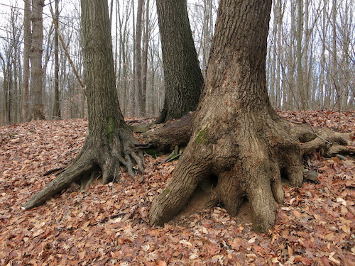 latourette park staten island greenbelt nyc