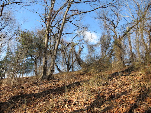 latourette park staten island greenbelt nyc