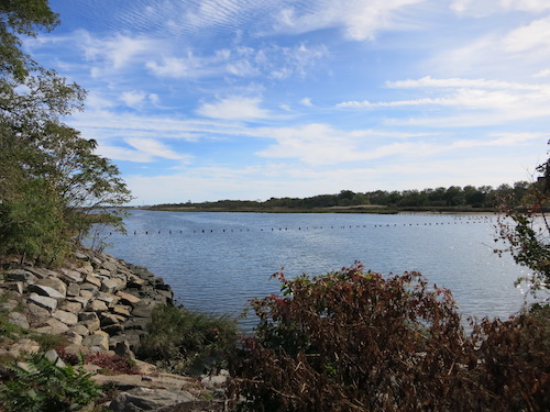 marine park salt marsh nature trail brooklyn nyc