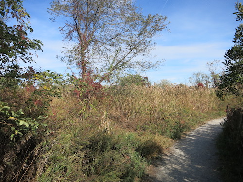 marine park salt marsh nature trail brooklyn nyc