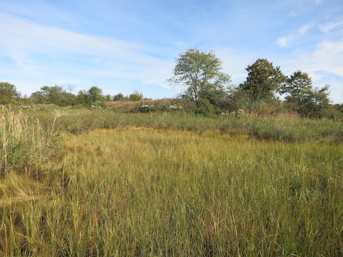 marine park salt marsh nature trail brooklyn nyc