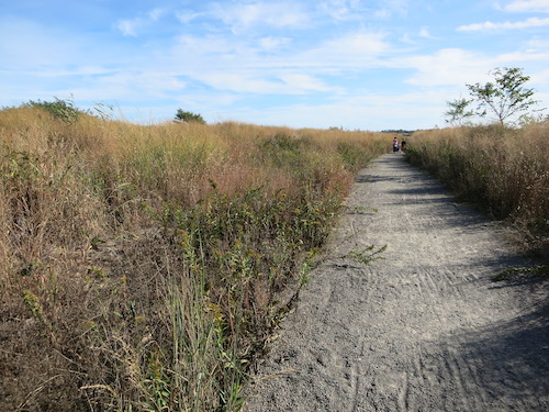 marine park salt marsh nature trail brooklyn nyc