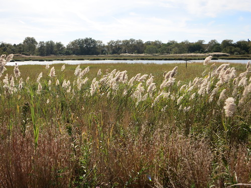 marine park salt marsh nature trail brooklyn nyc