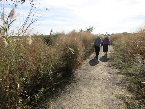 marine park salt marsh nature trail brooklyn nyc