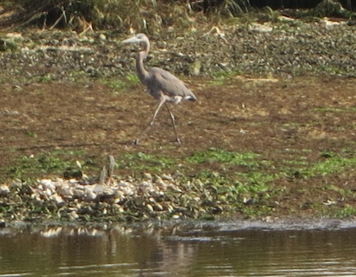 marine park salt marsh nature trail brooklyn nyc