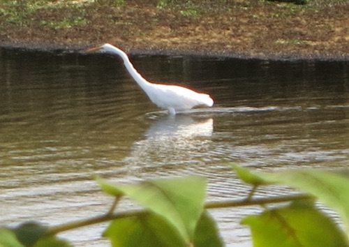 marine park salt marsh nature trail brooklyn nyc