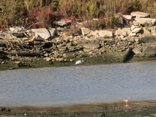 marine park salt marsh nature trail brooklyn nyc