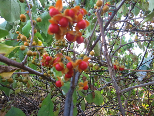 marine park salt marsh nature trail brooklyn nyc