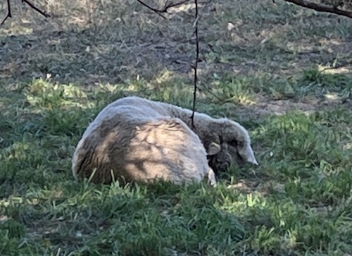 Sheep at Queens County Farm Museum, Queens, NYC