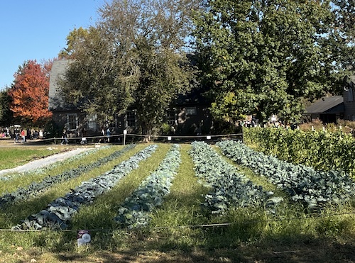 Crops at Queens County Farm Museum, Queens, NYC