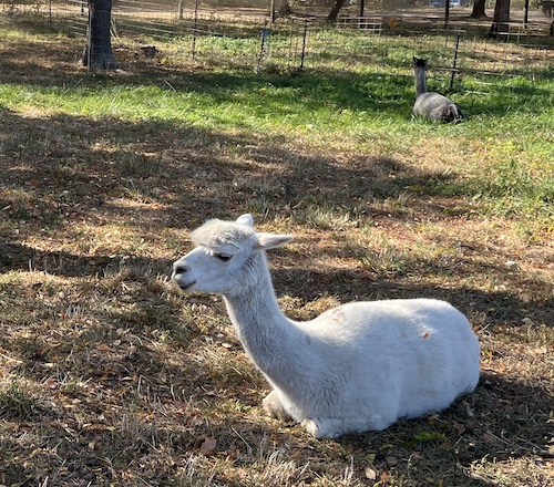 Goats at Queens County Farm Museum, Queens, NYC