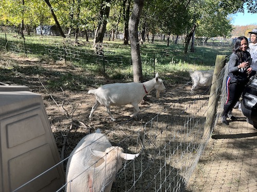 Goats at Queens County Farm Museum, Queens, NYC