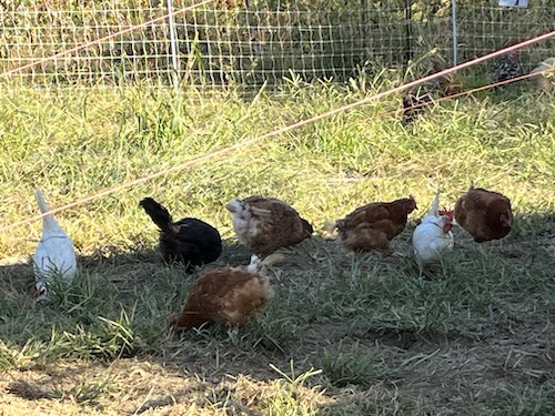 Chickens at Queens County Farm Museum, Queens, NYC