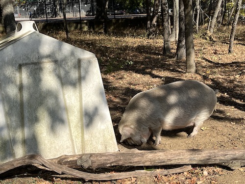 Pig at Queens County Farm Museum, Queens, NYC