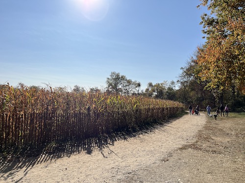 Corn maze at Queens County Farm Museum, Queens, NYC