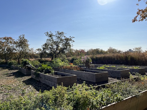 Crops at Queens County Farm Museum, Queens, NYC