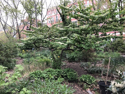 sara d roosevelt park m'finda kalunga community garden manhattan nyc new york city