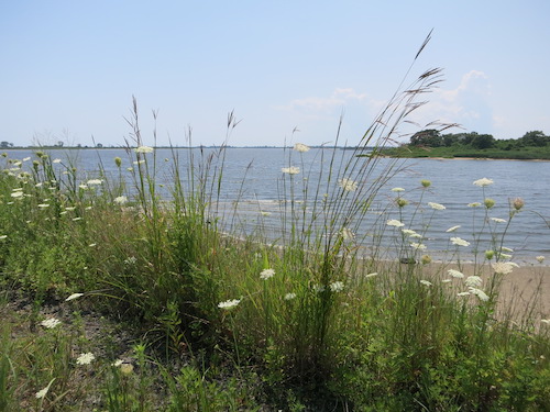 shirley chisholm state park brooklyn new york city parks