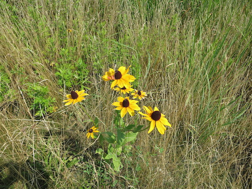 shirley chisholm state park brooklyn new york city parks