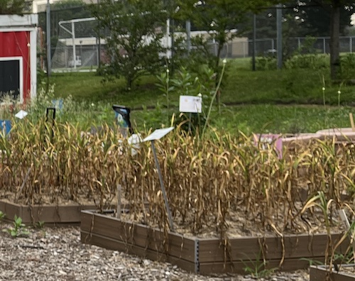 randall's island urban farm new york city parks