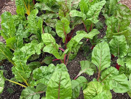 randall's island urban farm new york city parks